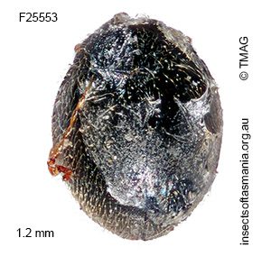 Parastethorus histrio