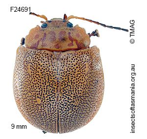 Paropsis aegrota aegrota