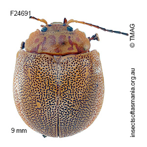 Paropsis aegrota aegrota