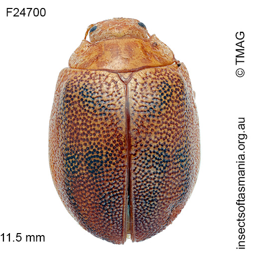 Paropsisterna-atomaria Paropsisterna atomaria