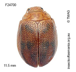 Paropsis atomaria