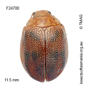 Paropsis atomaria