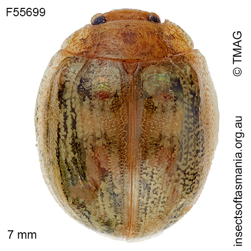 Paropsisterna debilis