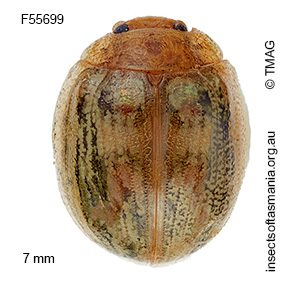 Paropsisterna debilis
