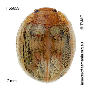 Paropsisterna debilis