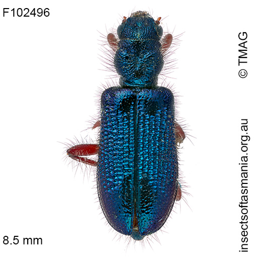 Phlogistus sp (cf Aulicus castanipes type specimen – det J. Bartlett)