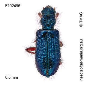 Phlogistus sp (cf Aulicus castanipes type specimen – det J. Bartlett)