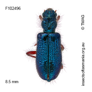 Phlogistus sp (cf Aulicus castanipes type specimen – det J. Bartlett)
