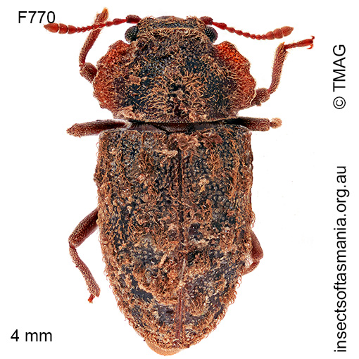 Priastichus tasmanicus