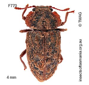 Priastichus tasmanicus