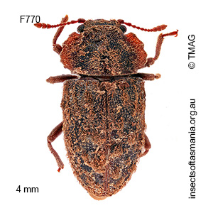 Priastichus tasmanicus