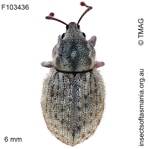 Pseudotimareta-subterranea Pseudotimareta subterranea