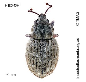 Pseudotimareta subterranea