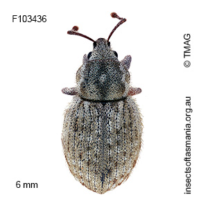 Pseudotimareta subterranea