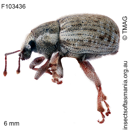Pseudotimareta-subterranea_a Pseudotimareta subterranea