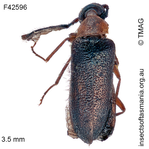 Ptilophorinae unplacedTFIC sp 01