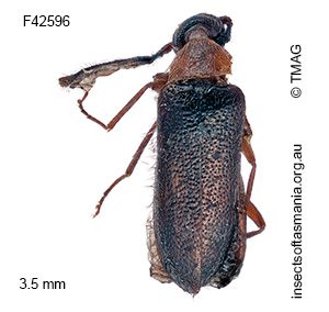 Ptilophorus nervosa