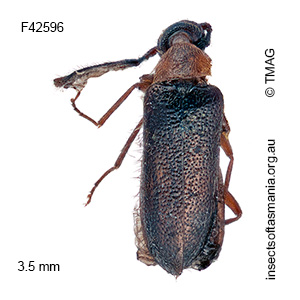 Ptilophorus nervosa