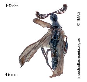 Rhipidioides helenae