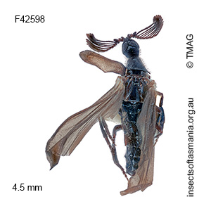 Rhipidioides helenae