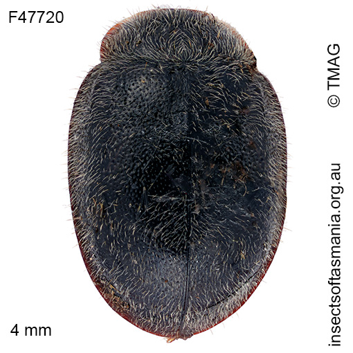 Rhyzobius-xanthurus Rhyzobius xanthurus