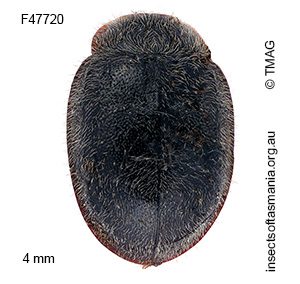Rhyzobius xanthurus