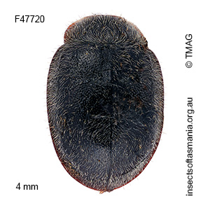 Rhyzobius xanthurus