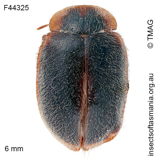 Rodatus tasmanicus