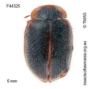 Rodatus tasmanicus