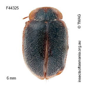 Rodatus tasmanicus