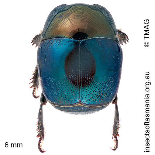 Saprinus cyaneus