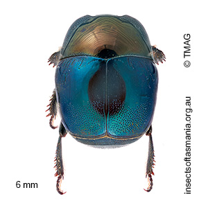 Saprinus cyaneus