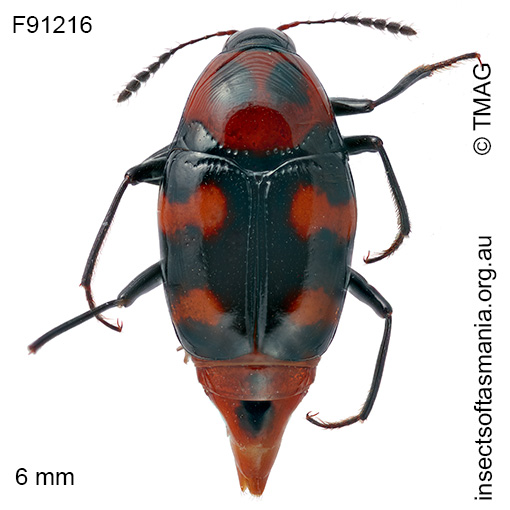 Scaphidium-alpicola Scaphidium alpicola