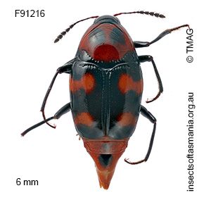Scaphidium alpicola