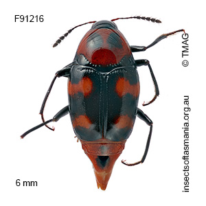 Scaphidium alpicola
