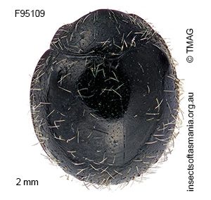 Serangium mysticum