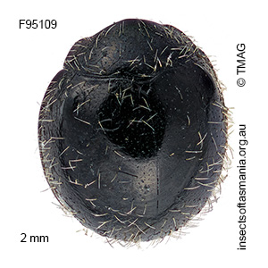 Serangium mysticum