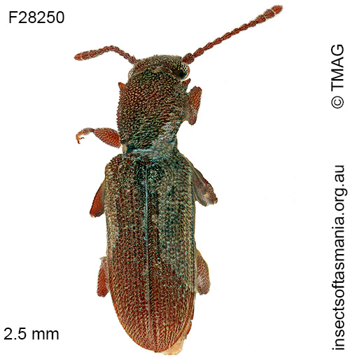 Silvanus-lateritia Silvanus lateritia