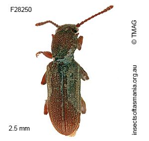 Silvanus lateritia