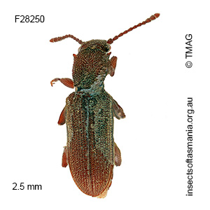 Silvanus lateritia
