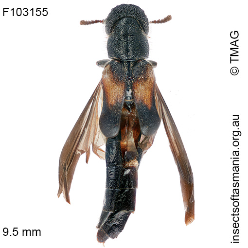 Sitarida-scabriceps Sitarida scabriceps