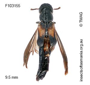 Sitarida scabriceps