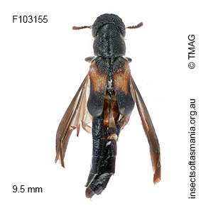 Sitarida scabriceps