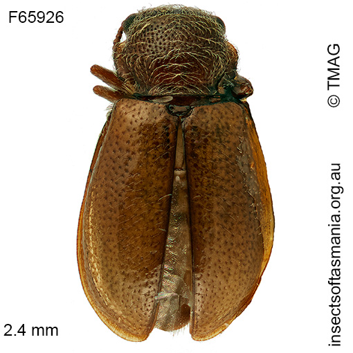 Tasmosalpingus promiscuus