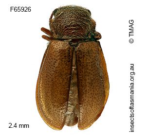 Tasmosalpingus promiscuus