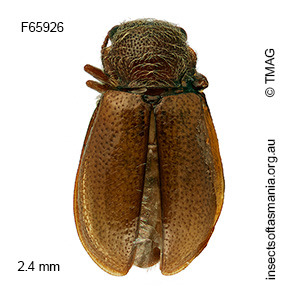Tasmosalpingus promiscuus