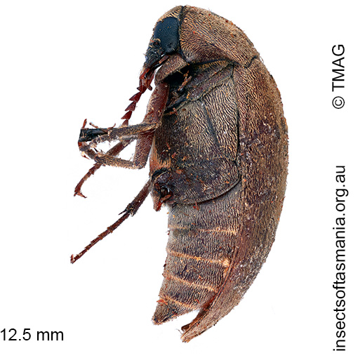 Trigonodera-marmoratus Trigonodera marmoratus