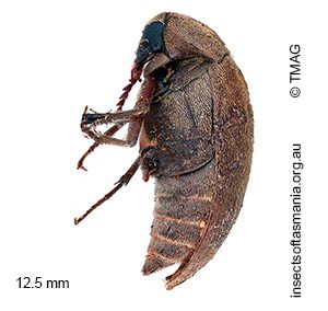 Trigonodera marmoratus