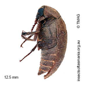 Trigonodera marmoratus