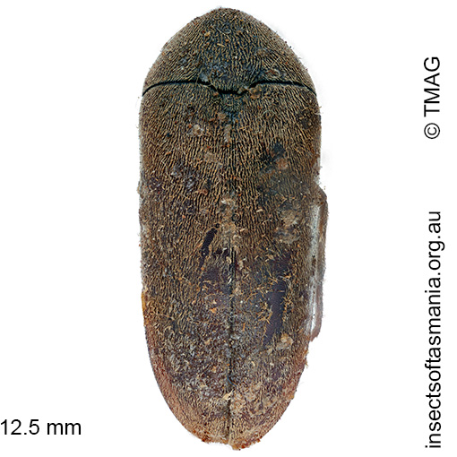 Trigonodera-marmoratus_a Trigonodera marmoratus